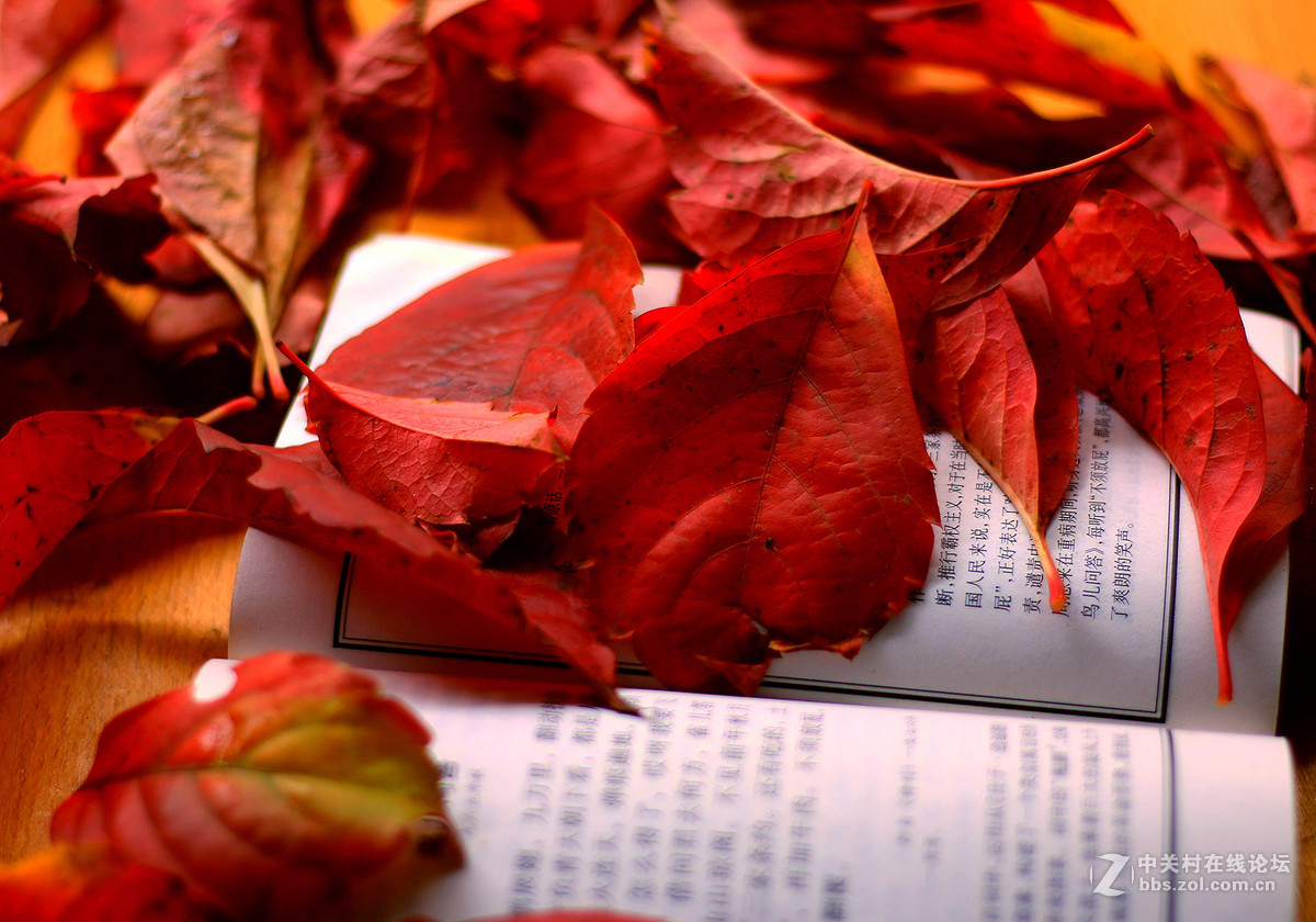 新买佳能镜头:EF50mm f/1.8 STM试镜