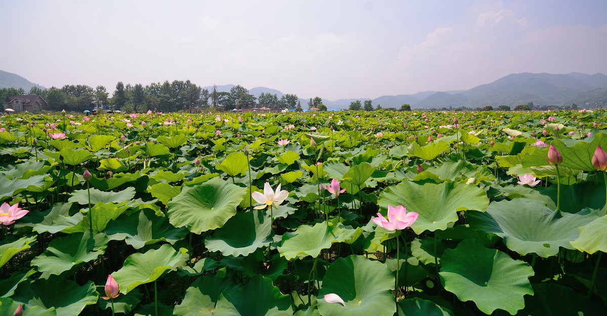 江西萍鄉麻山雙月灣荷花園