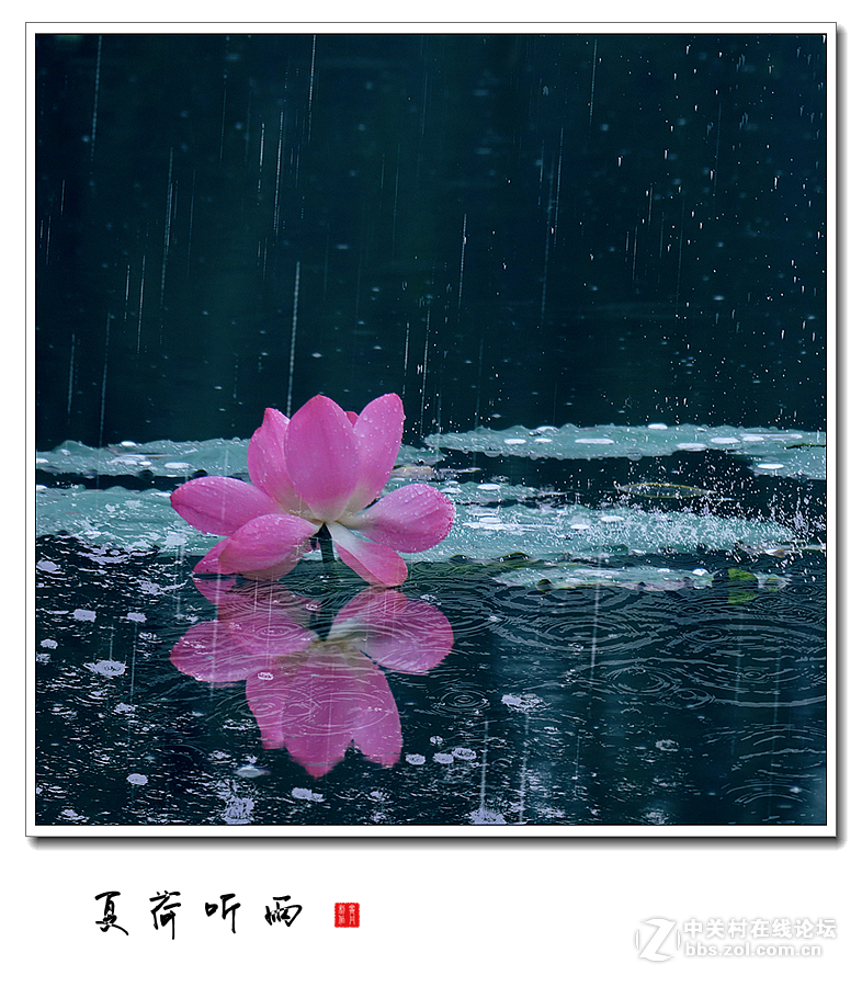 夏荷听雨