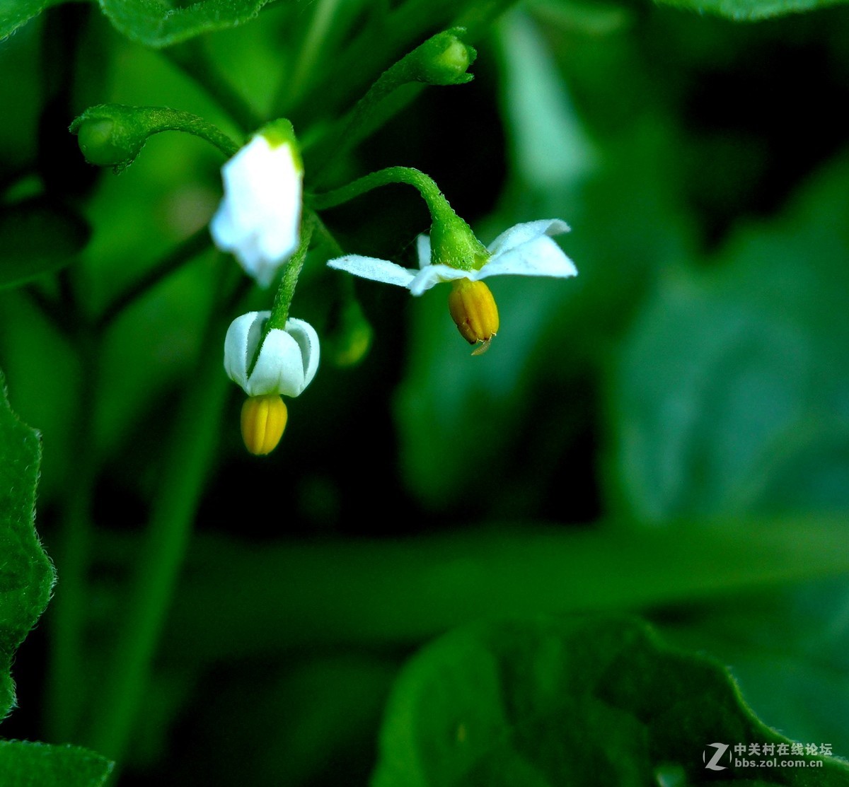 散步随拍30(草花小景)，请多多指教。
