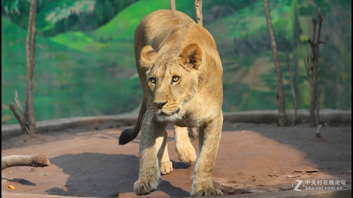 周末陪孩子又去动物园拍摄~狮王篇