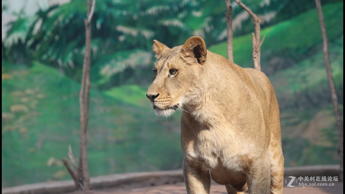 周末陪孩子又去动物园拍摄~狮王篇