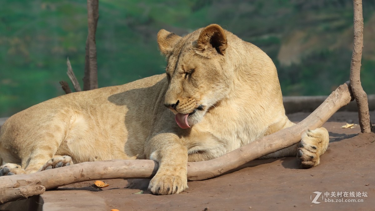 周末陪孩子又去动物园拍摄~狮王篇