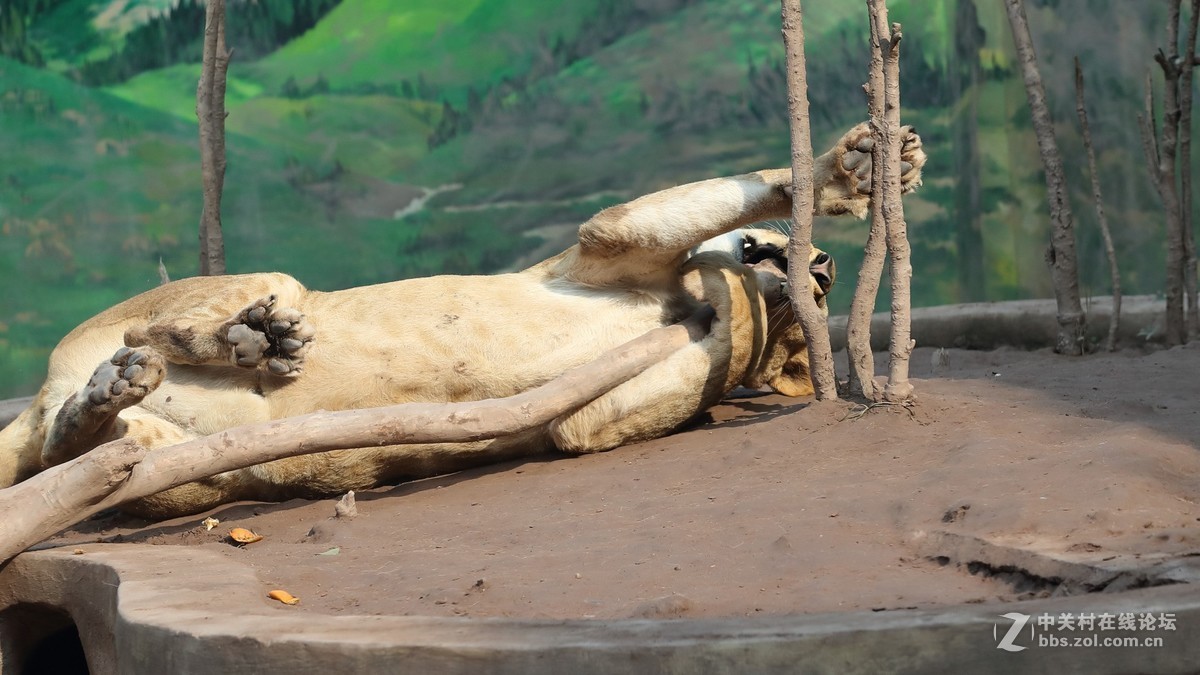 周末陪孩子又去动物园拍摄~狮王篇