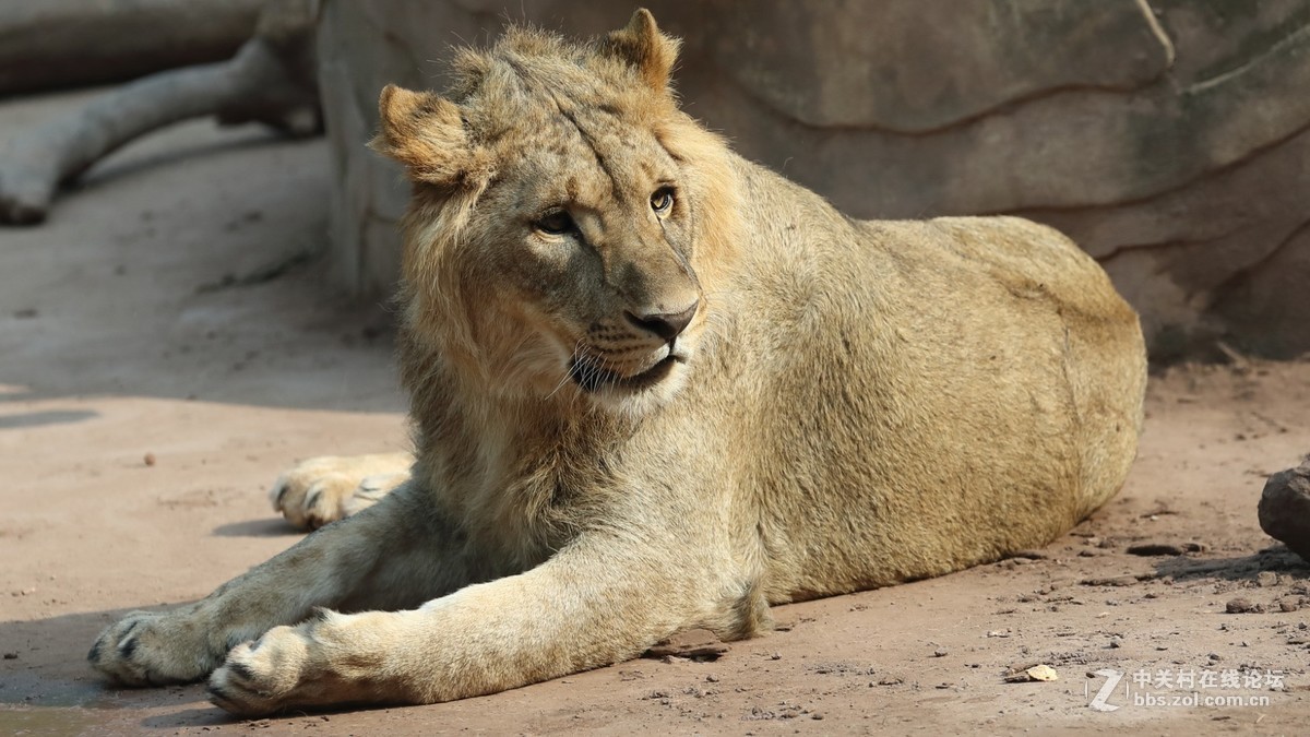 周末陪孩子又去动物园拍摄~狮王篇