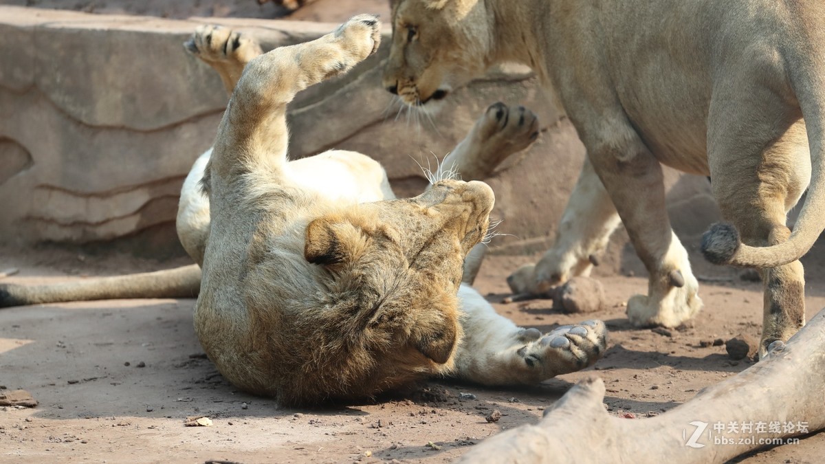 周末陪孩子又去动物园拍摄~狮王篇