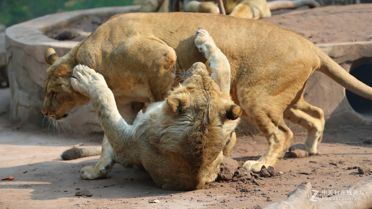 周末陪孩子又去动物园拍摄~狮王篇