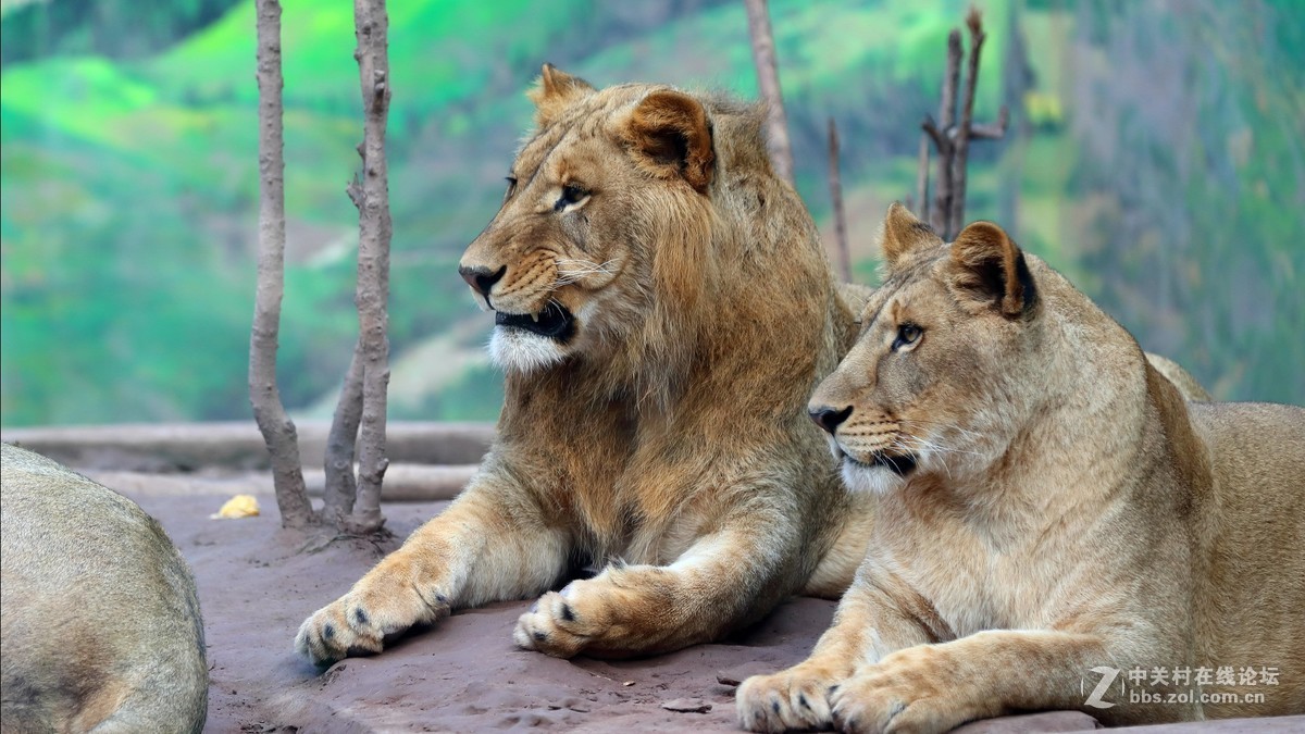 周末陪孩子又去动物园拍摄~狮王篇