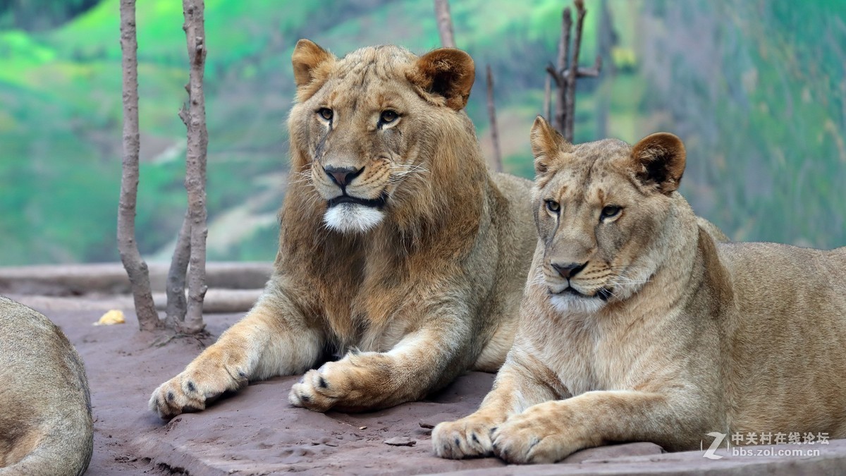 周末陪孩子又去动物园拍摄~狮王篇