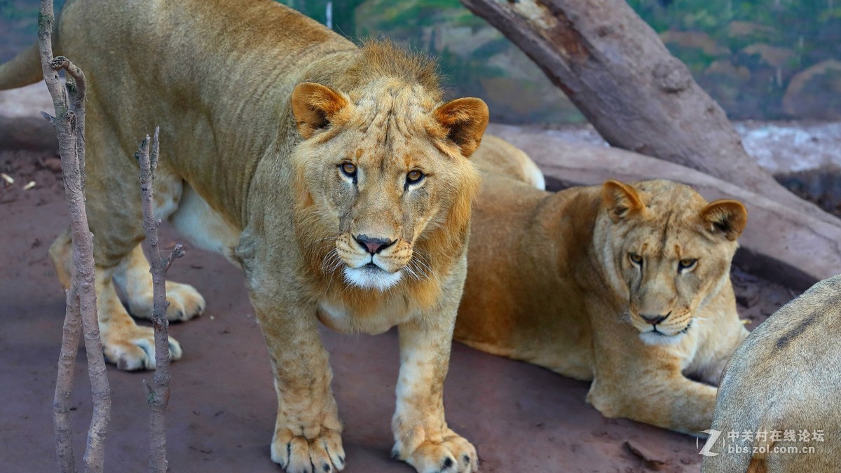 周末陪孩子又去动物园拍摄~狮王篇