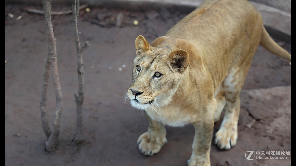 周末陪孩子又去动物园拍摄~狮王篇