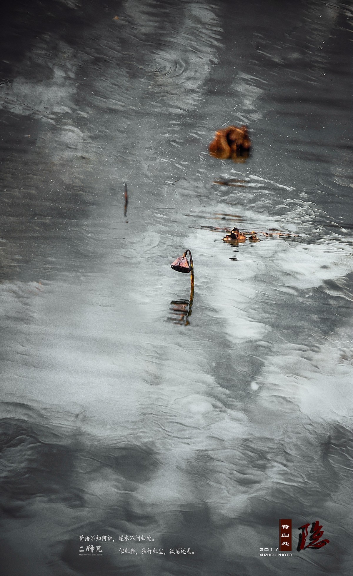 隐【荷归处】晚秋残荷