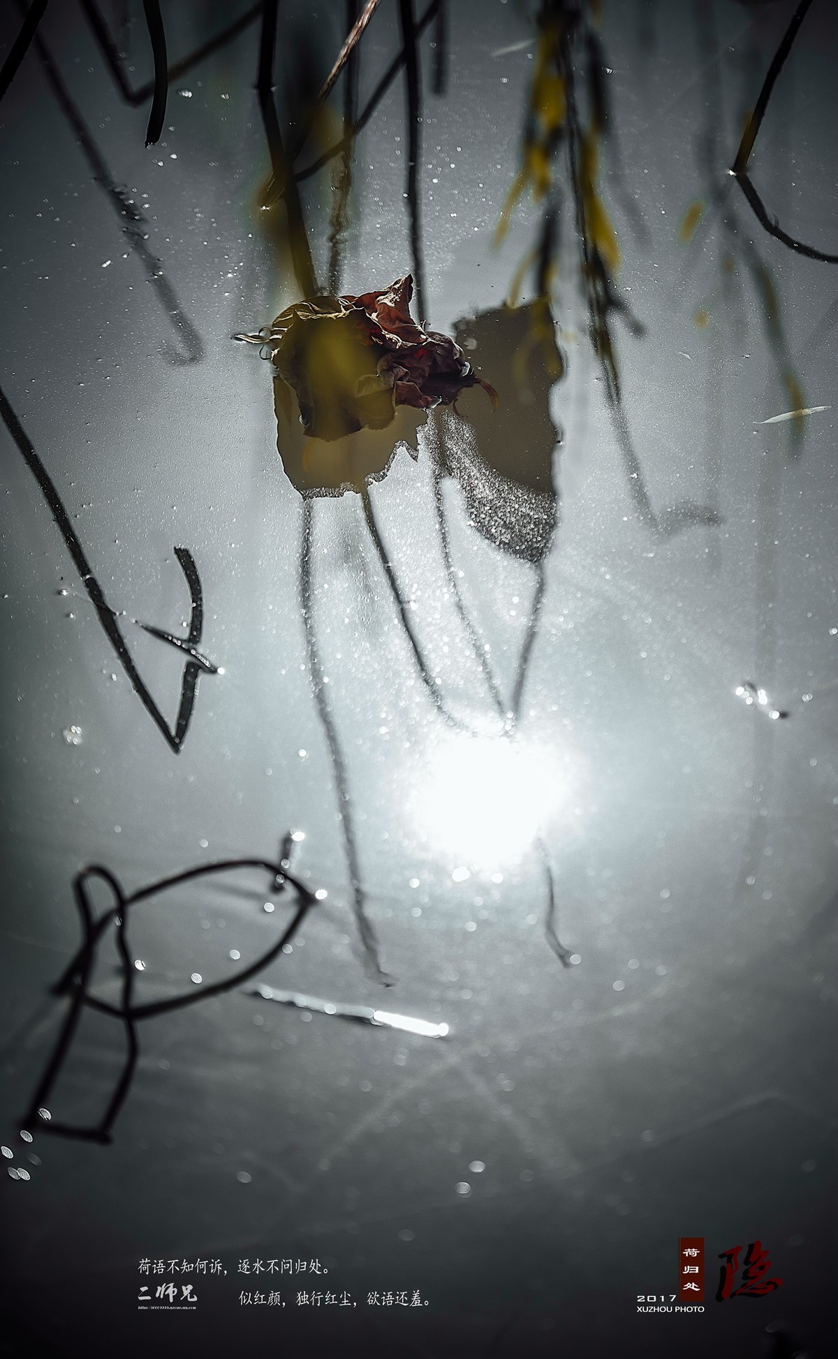 隐【荷归处】晚秋残荷