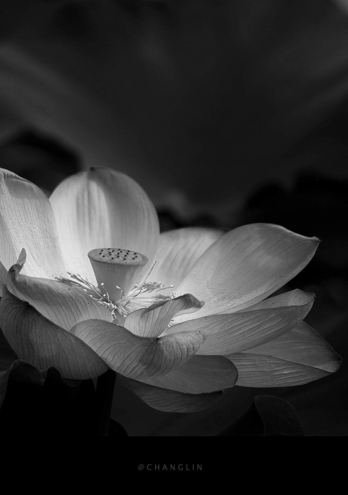 作品集一季幽莲单色部分