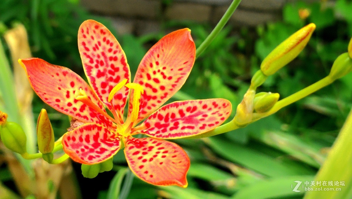 2018【药王庙的花卉、石头随拍】（手机版）