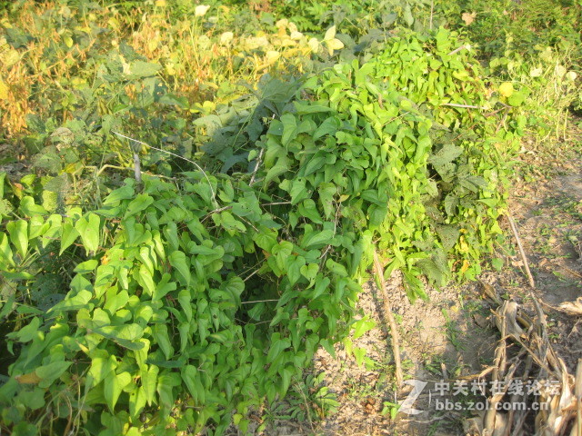 #ZOL国庆随手拍#沙小豆长成了