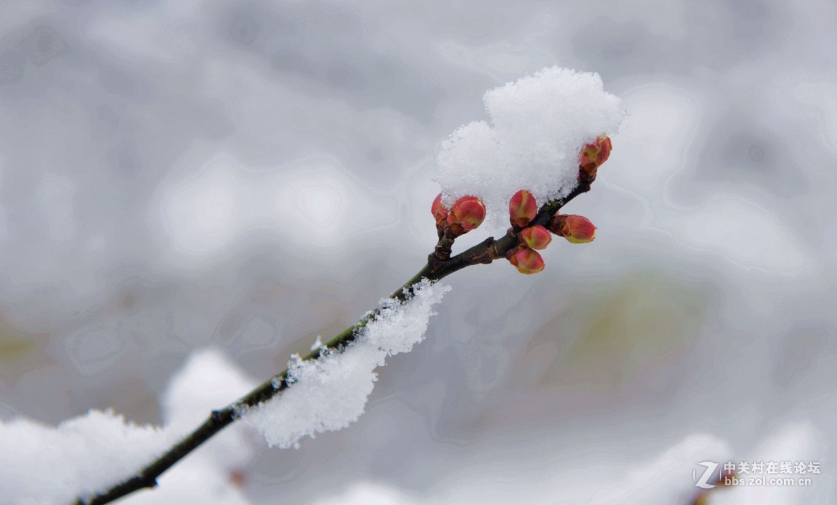 傲雪红梅斗雪争艳