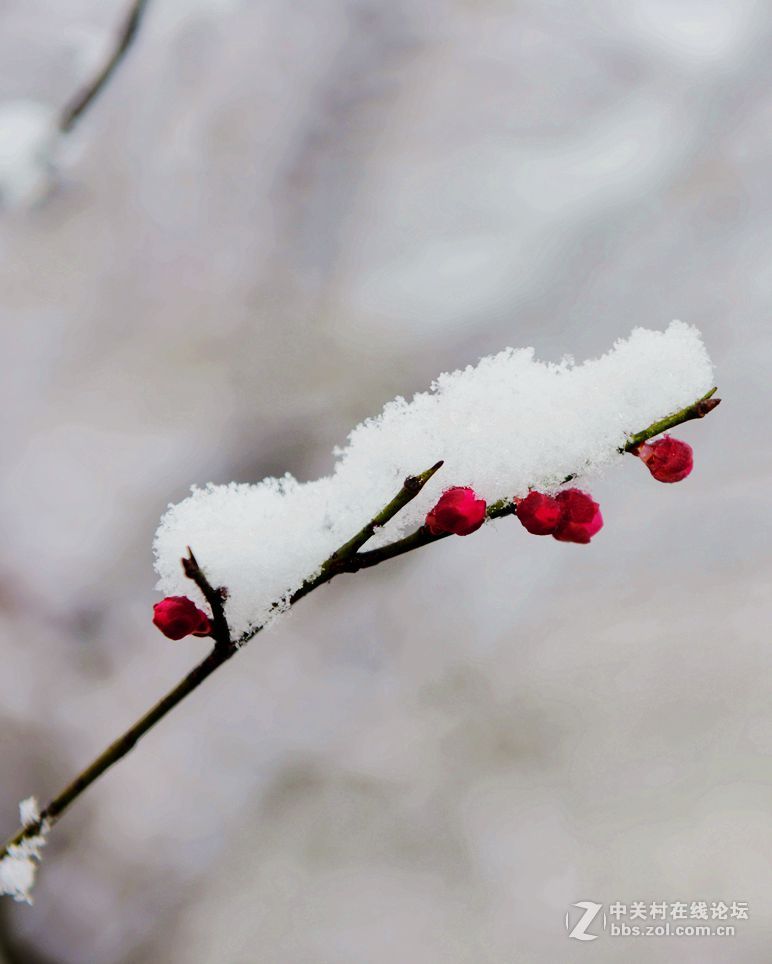 傲雪紅梅鬥雪爭豔