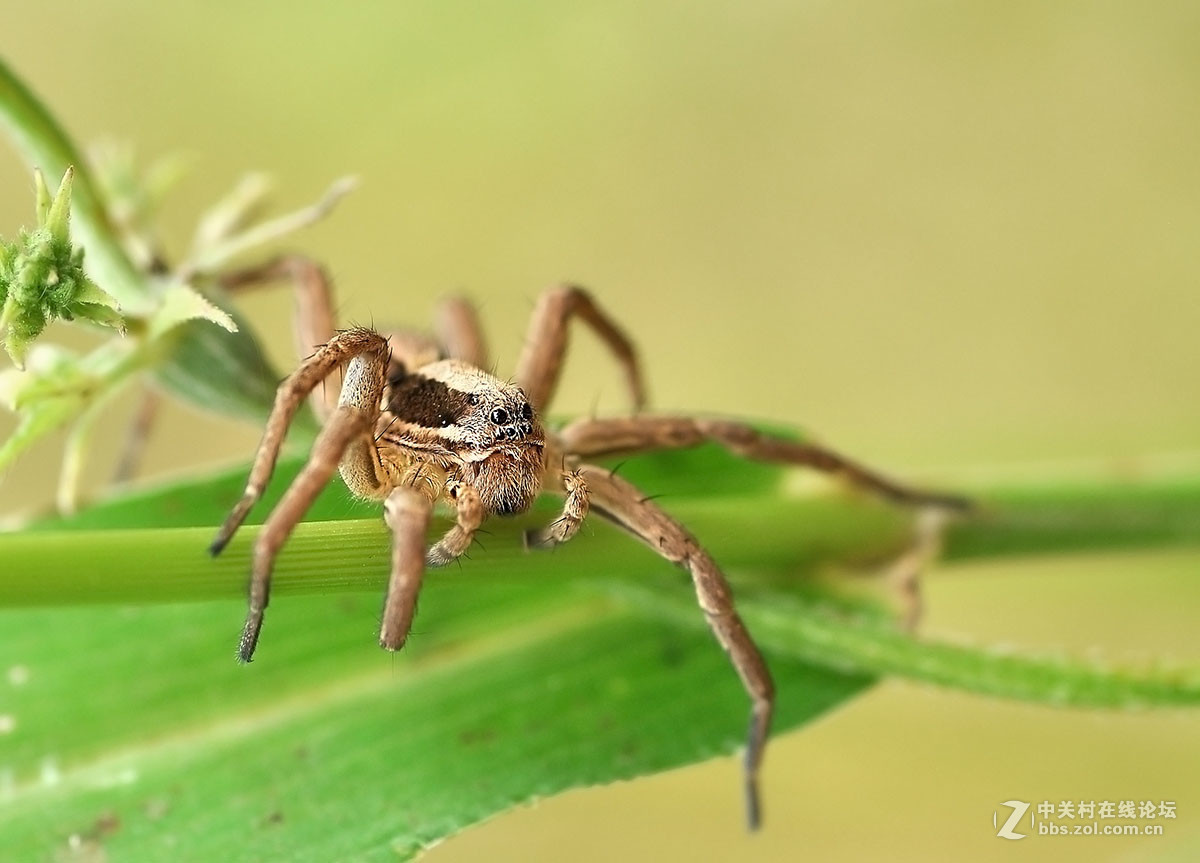 狼蛛-中关村在线摄影论坛