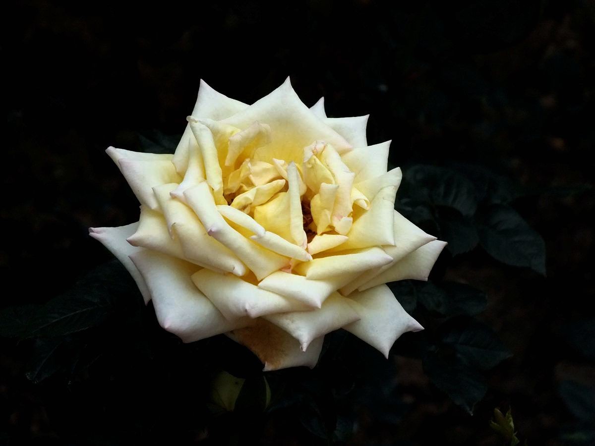 #ZOL月赛-春暖花开#月季花