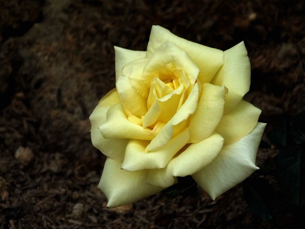 #ZOL月赛-春暖花开#月季花