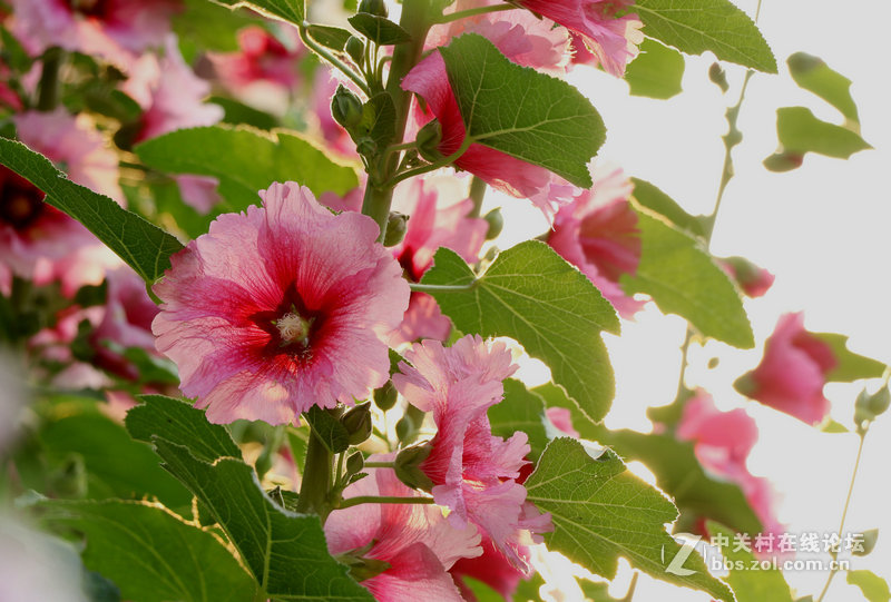 生活圈狭窄实在没什么好拍，题材也只有几多花了！