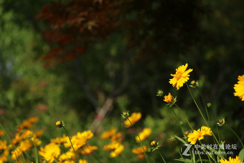 生活圈狭窄实在没什么好拍，题材也只有几多花了！