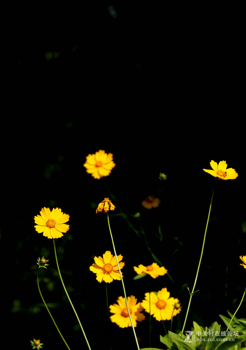 生活圈狭窄实在没什么好拍，题材也只有几多花了！