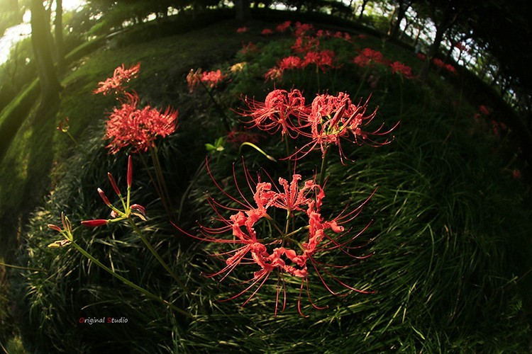 #佳能月赛-秋高气爽#彼岸花