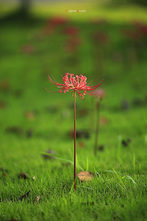 #佳能月赛-秋高气爽#彼岸花