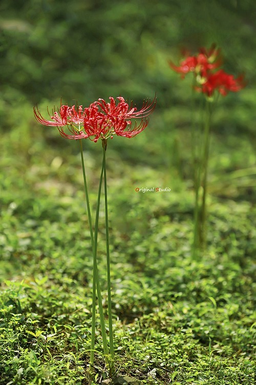 #佳能月赛-秋高气爽#彼岸花