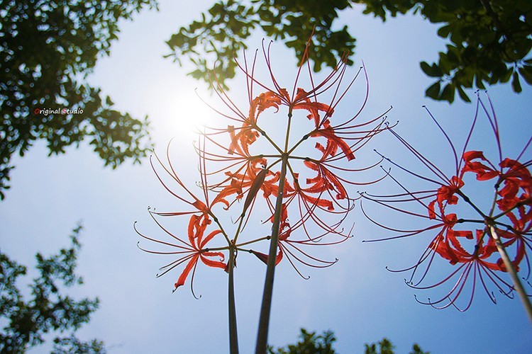 #佳能月赛-秋高气爽#彼岸花
