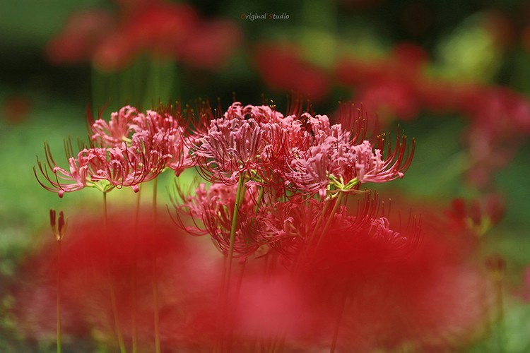 #佳能月赛-秋高气爽#彼岸花