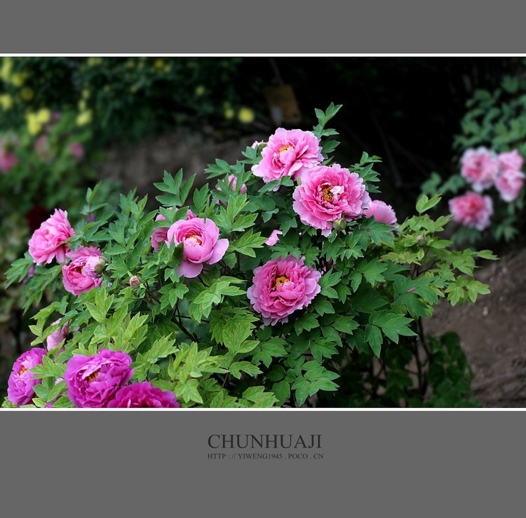 #佳能月赛-秋高气爽#牡丹花