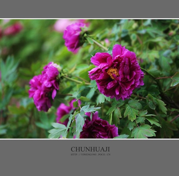 #佳能月赛-秋高气爽#牡丹花