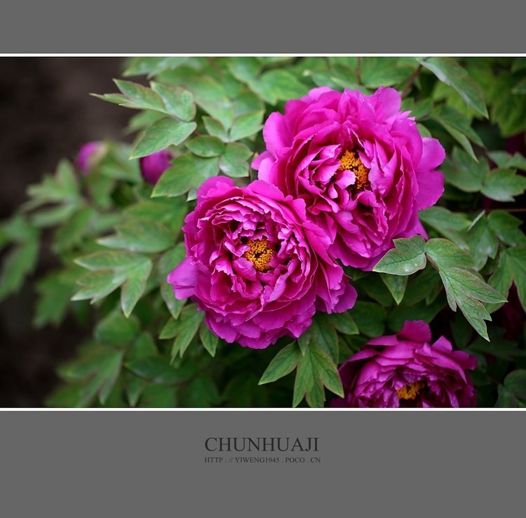 #佳能月赛-秋高气爽#牡丹花