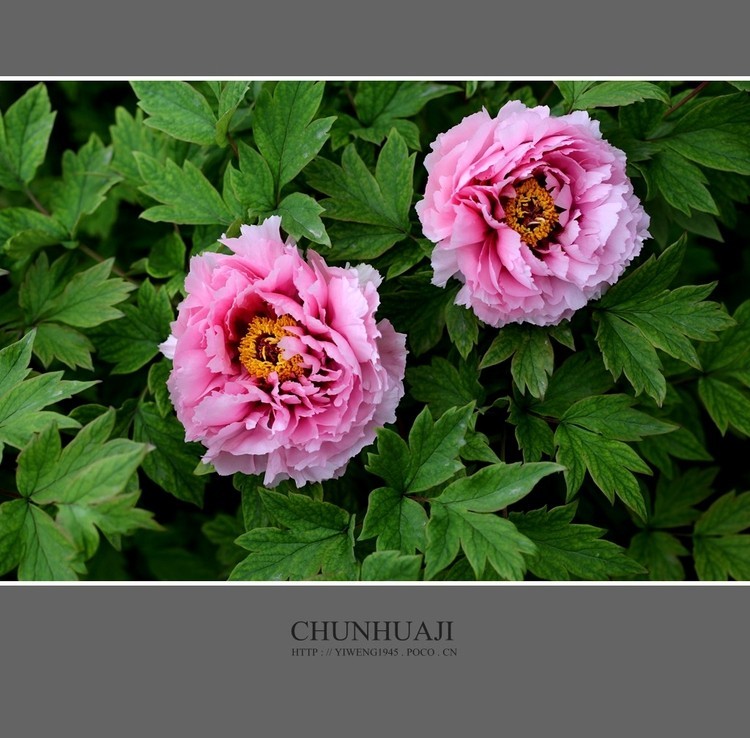 #佳能月赛-秋高气爽#牡丹花