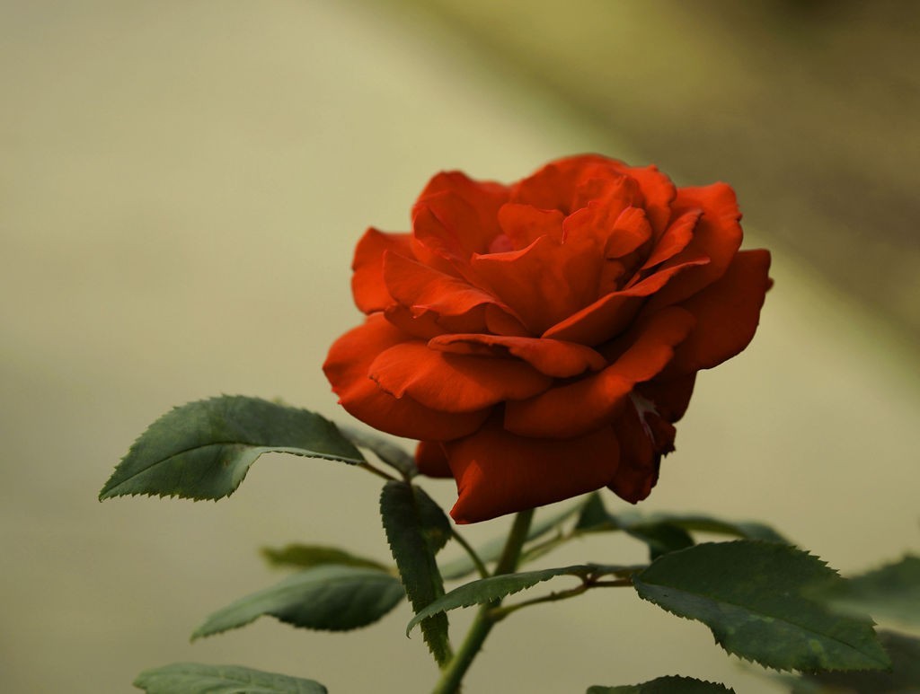 今日玩拍月季花（SONY 微单ILCE-3000 搭配适马60mmf2.8Art定焦）