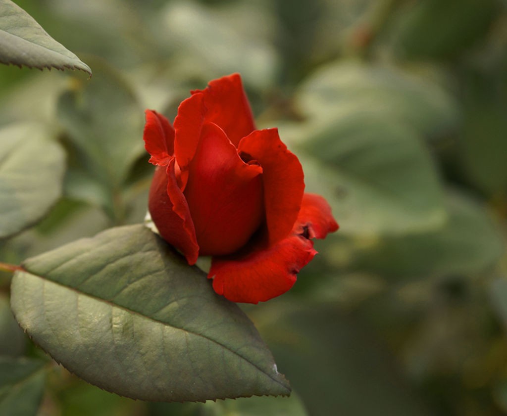 今日玩拍月季花（SONY 微单ILCE-3000 搭配适马60mmf2.8Art定焦）