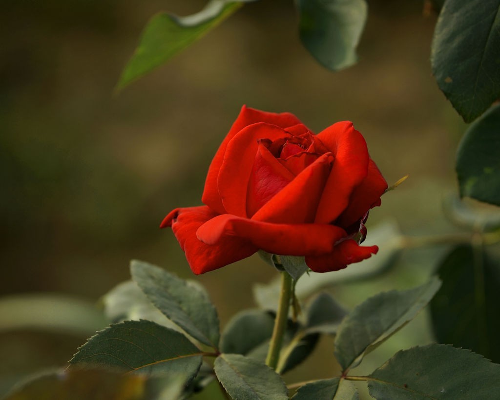 今日玩拍月季花（SONY 微单ILCE-3000 搭配适马60mmf2.8Art定焦）