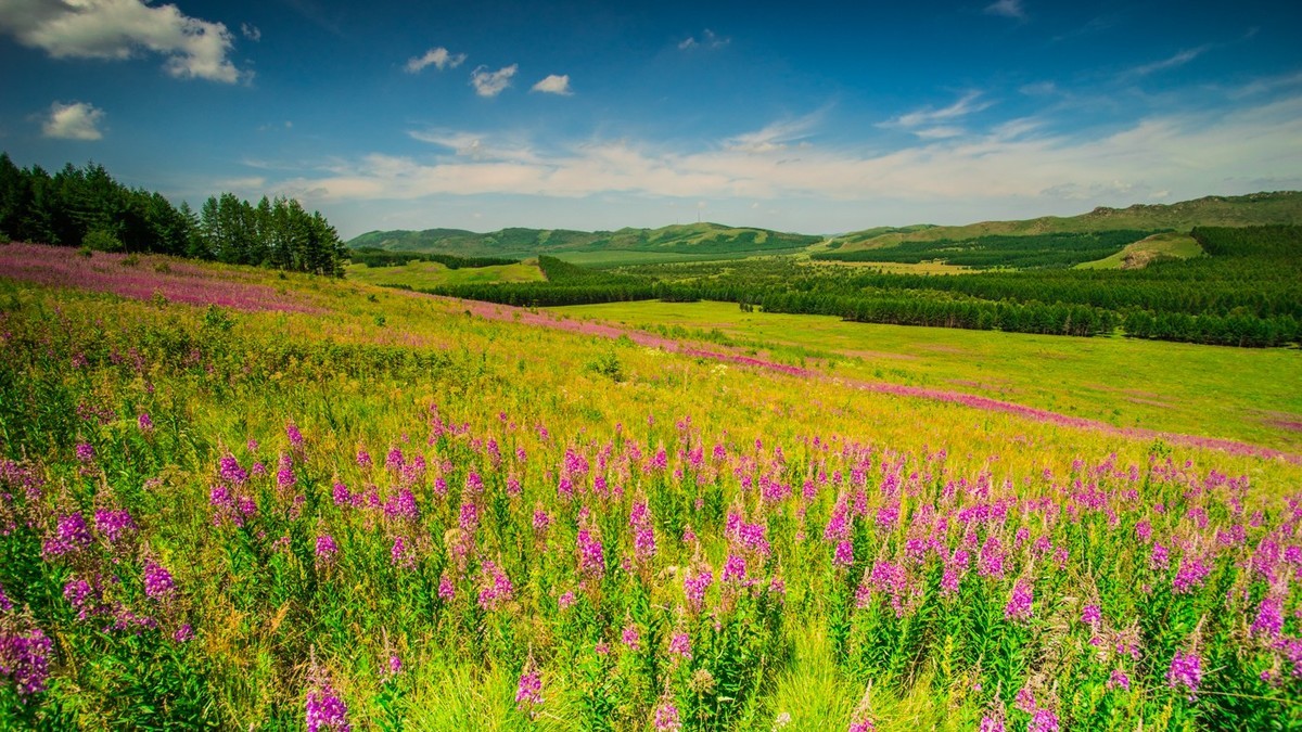 美丽的草原山坡开满柳兰花