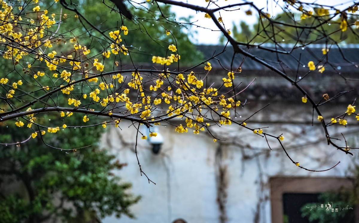 春节假期江浙沪纪行