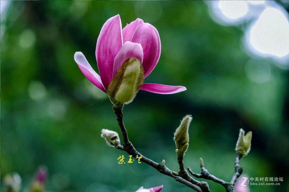 紫玉兰