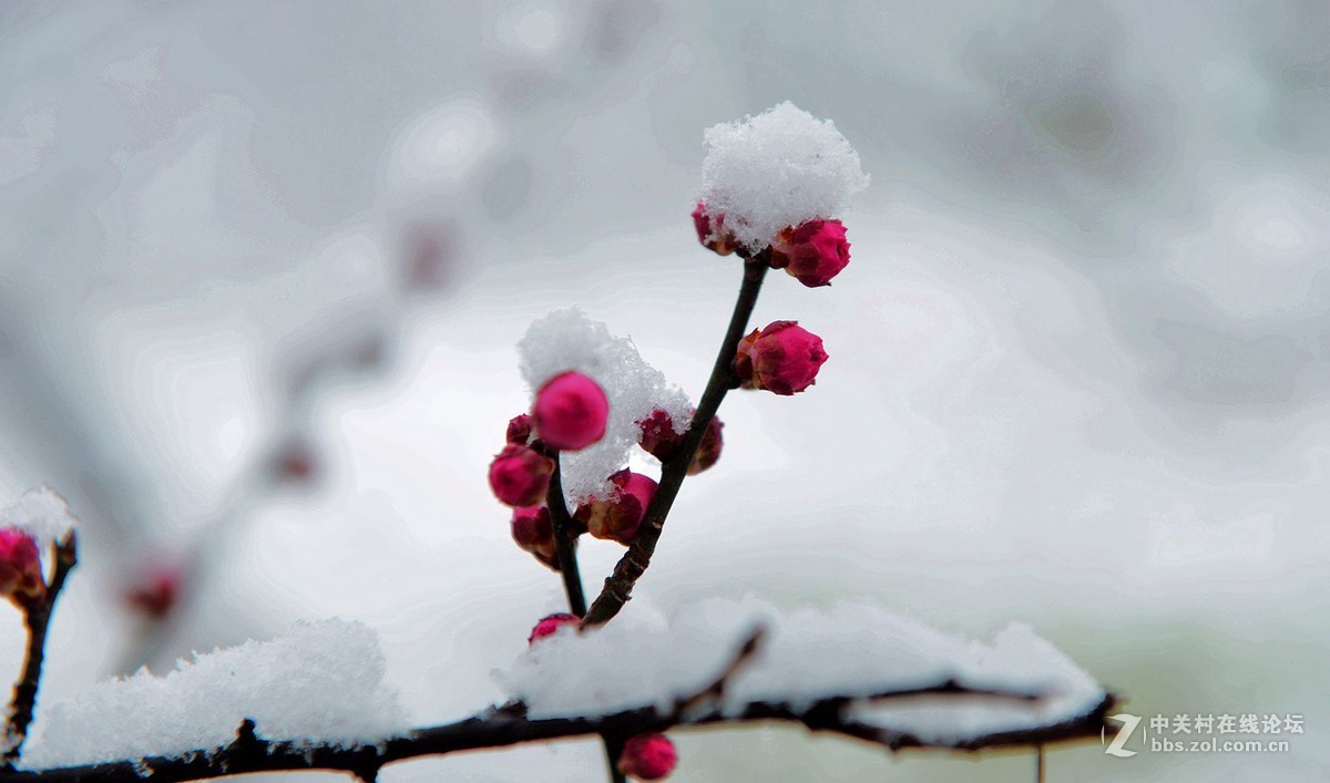 傲雪红梅，斗雪争艳。