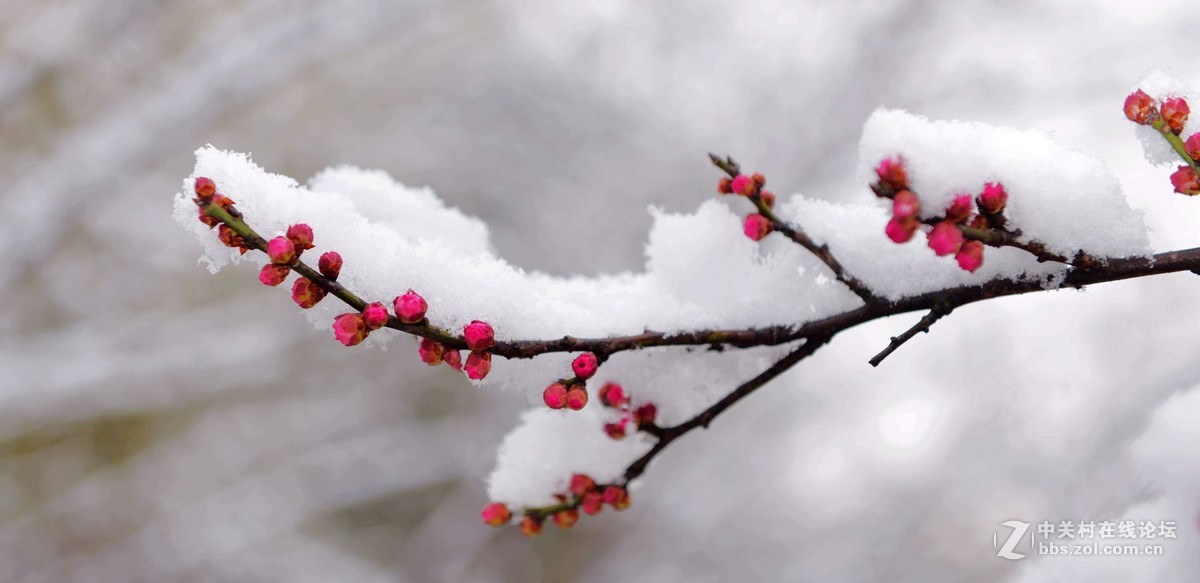 傲雪红梅斗雪争艳