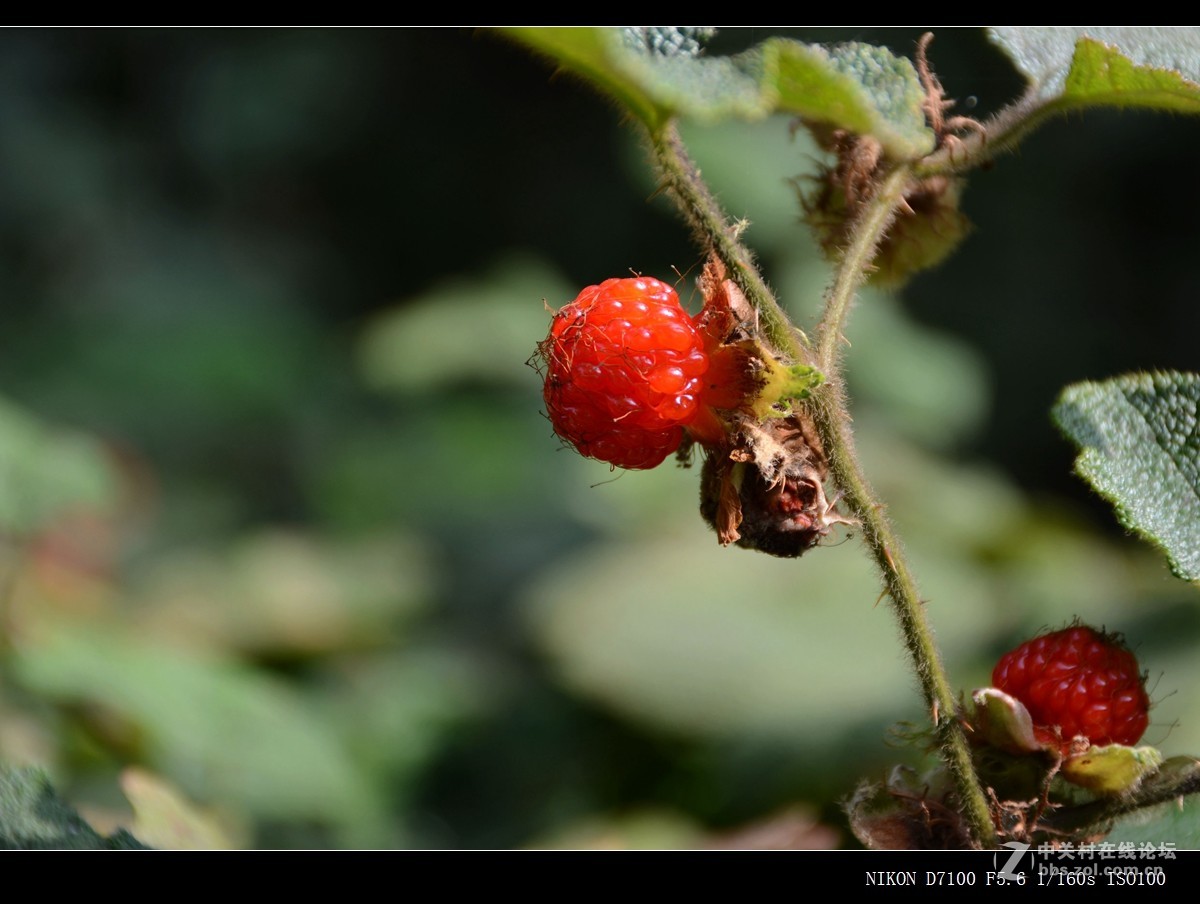 天然绿色野生萢