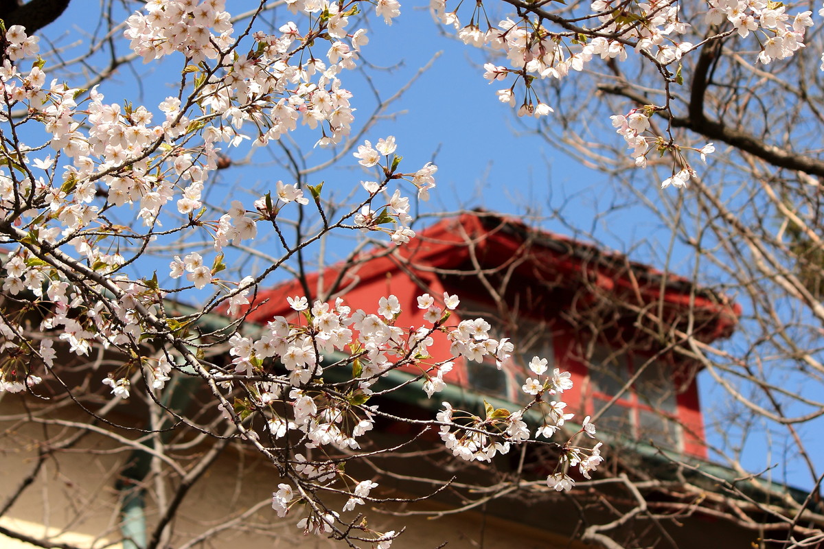 青岛中山公园，处处是风景