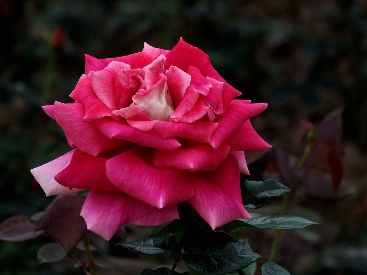 #ZOL月赛-春暖花开#月季花