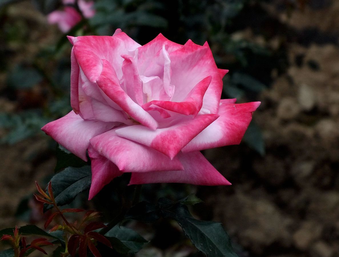 #ZOL月赛-春暖花开#月季花