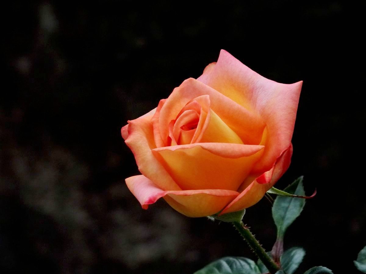 #ZOL月赛-春暖花开#月季花